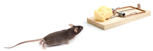 Mẹo để loại trừ chuột nhắt theo cách tự nhiên