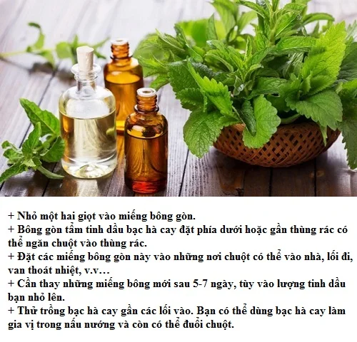 Mẹo để loại trừ chuột nhắt theo cách tự nhiên 5 tinh dau bac ha 1