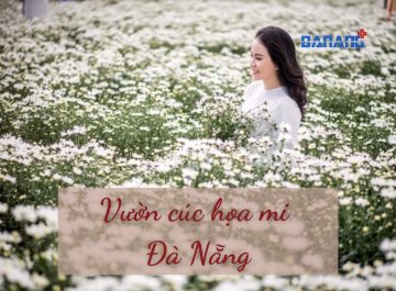 Vườn Cúc hoạ mi Đà Nẵng