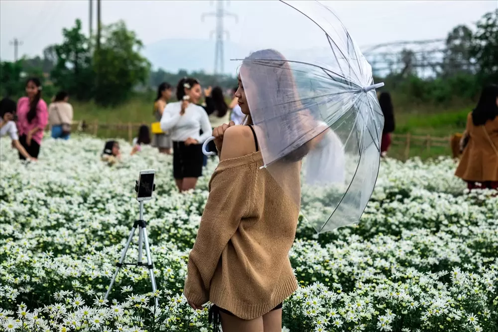 Review vườn cúc họa mi có một không hai tại Đà Nẵng 8 vườn cúc họa mi