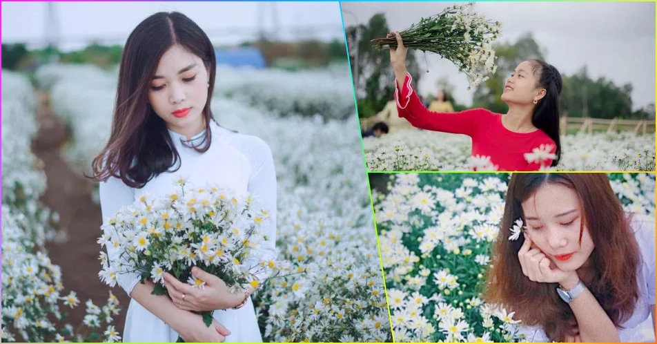 Review vườn cúc họa mi có một không hai tại Đà Nẵng 6 vườn hoa cúc Hoạ Mi đà nẵng