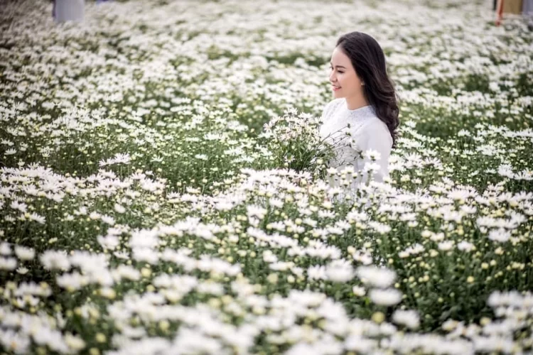 Review vườn cúc họa mi có một không hai tại Đà Nẵng 5 vườn cúc họa mi tại đà nẵng