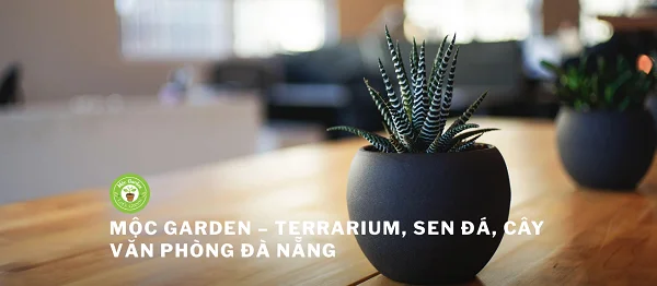 cây cảnh đà nẵng mộc garden