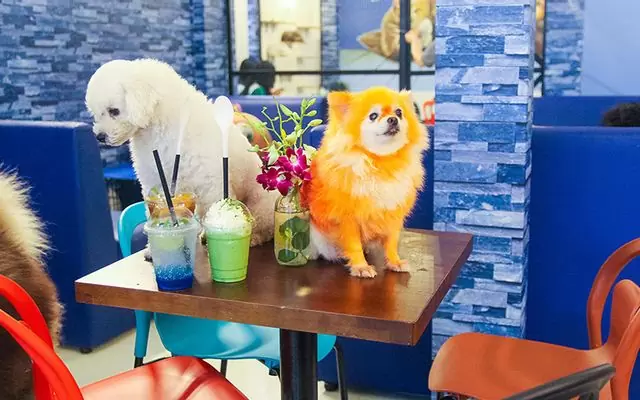 cà phê thú cưng đà nẵng