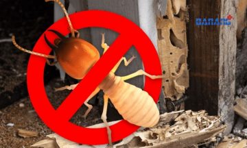 Top 10 dịch vụ diệt mối tại Đà Nẵng hiệu quả, an toàn