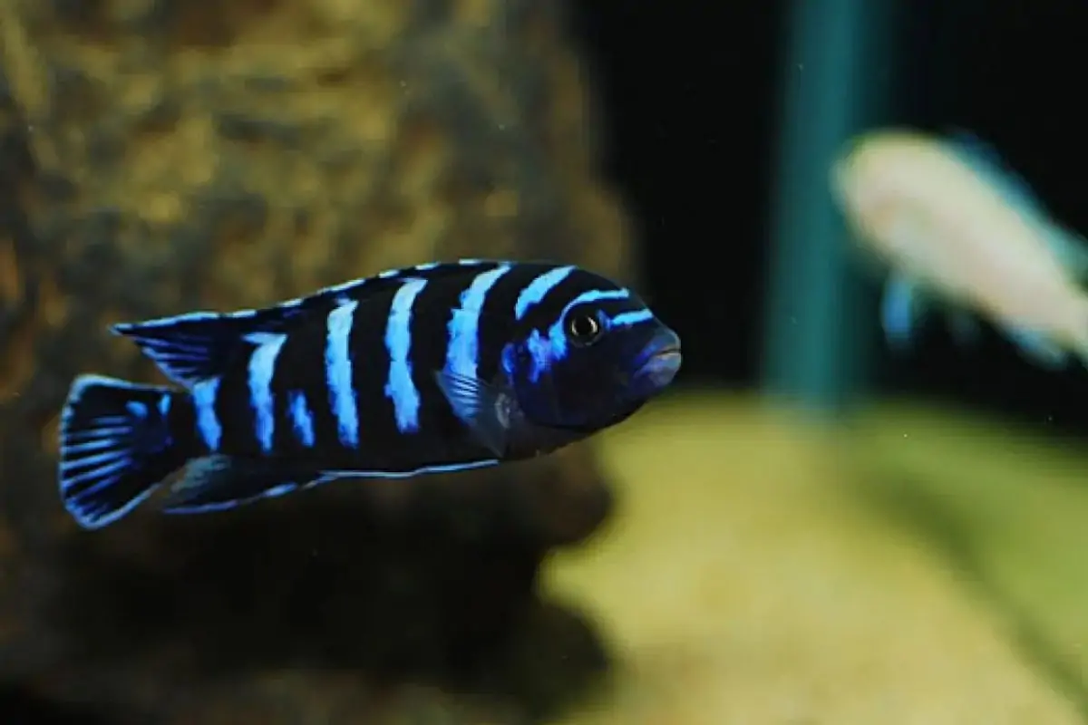 Top 10 cửa hàng cá cảnh Đà Nẵng nổi tiếng, uy tín nhất 13 Cá cảnh Hòa Bình