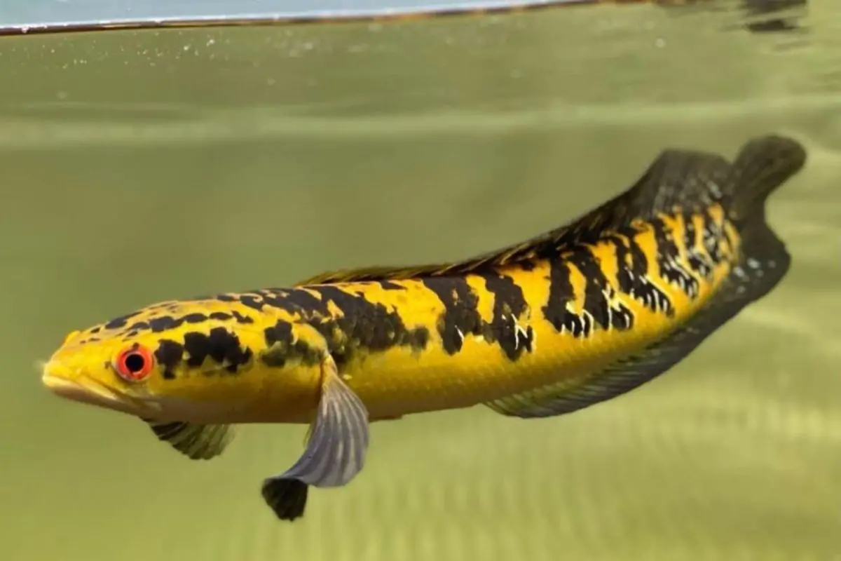 Top 10 cửa hàng cá cảnh Đà Nẵng nổi tiếng, uy tín nhất 15 Cá lóc cảnh Đà Nẵng Miền Trung