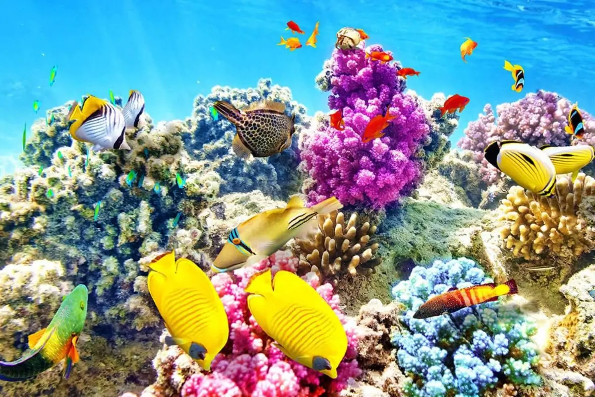 Top 10 cửa hàng cá cảnh Đà Nẵng nổi tiếng, uy tín nhất 12 Cá cảnh Tuấn Khôi