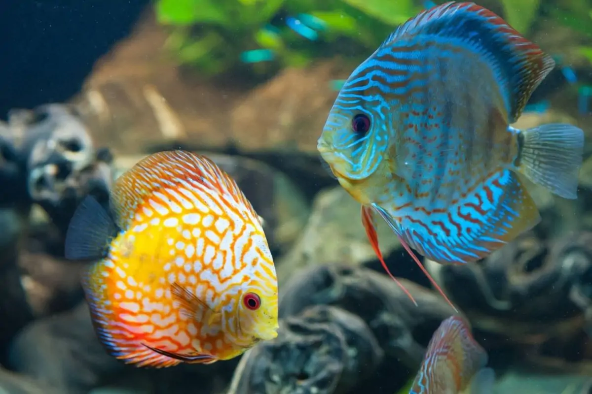 Top 10 cửa hàng cá cảnh Đà Nẵng nổi tiếng, uy tín nhất 14 hồ cá cảnh đà nẵng