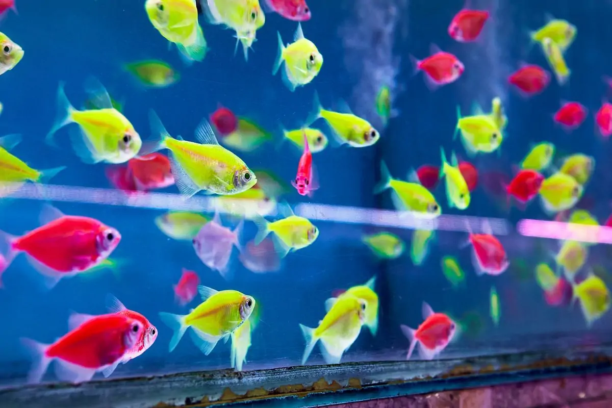 Top 10 cửa hàng cá cảnh Đà Nẵng nổi tiếng, uy tín nhất 18 Cá cảnh 266