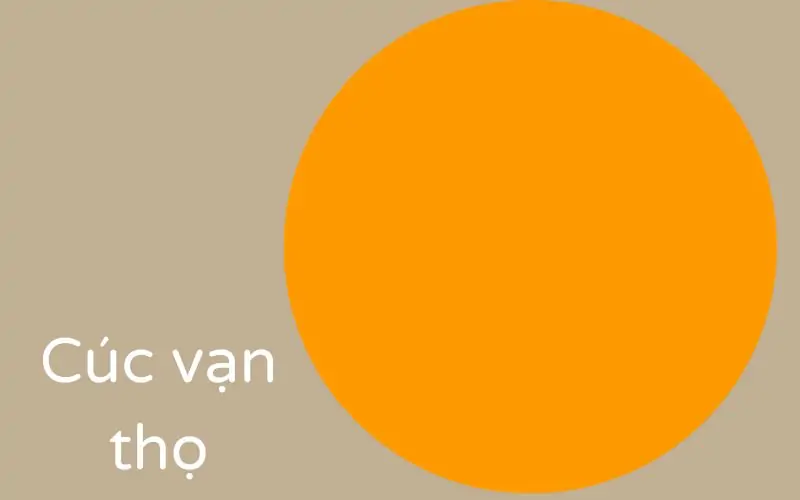 Hoa cúc vạn thọ