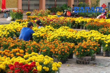 chợ hoa Đà Nẵng 2023