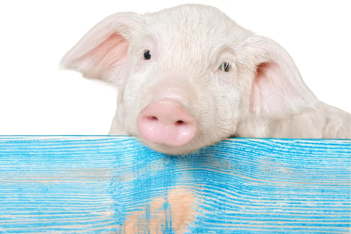 Tổng quan tuổi Hợi ngày mùng 1 Tết năm 2023