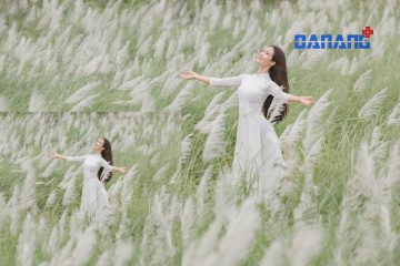 Check in 'cánh đồng' cỏ lau đẹp như mơ giữa lòng Đà Nẵng, chỉ có 1 lần trong năm