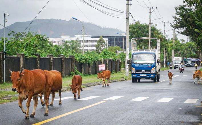 Đà Nẵng: Tạm giữ bò thả rông trong đô thị