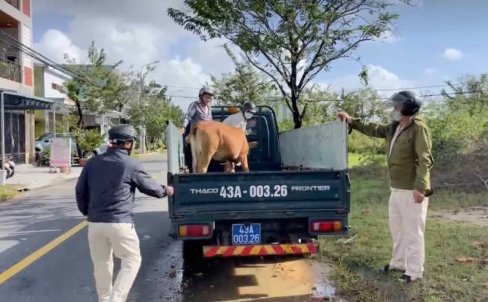 Đà Nẵng: Tạm giữ bò thả rông trong đô thị